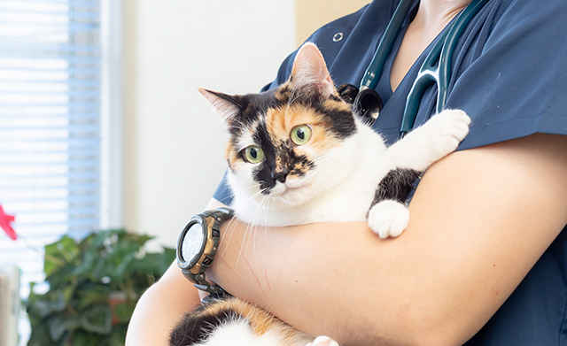 ねこちゃんについて