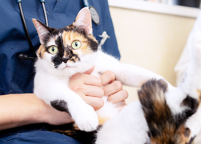 ひさだ動物病院 key slider