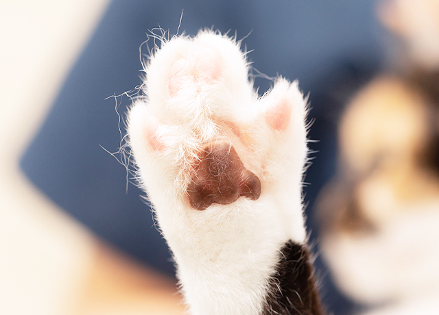 ひさだ動物病院 key slider