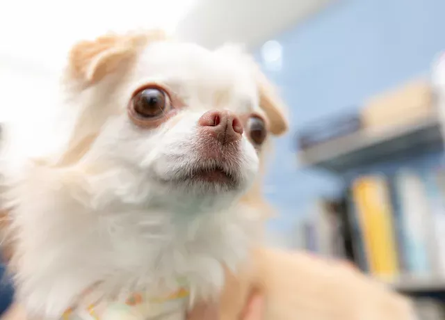 ひさだ動物病院 key slider